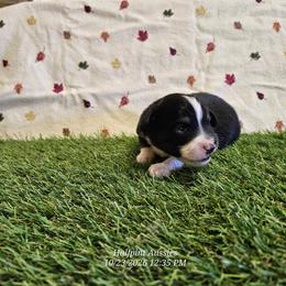 Waffle - Black tri male Toy Australian Shepherd puppy in Snowflake, Arizona from Halfpint Aussies