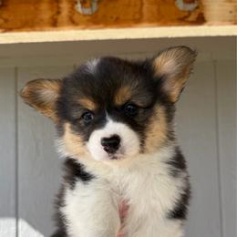 Misty - Black and tan female Pembroke Welsh Corgi puppy in Chubbuck, Idaho from Sunny J Corgis and Mini Americans