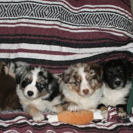 Australian Shepherd Puppies from M3 Sassafrass Ranch