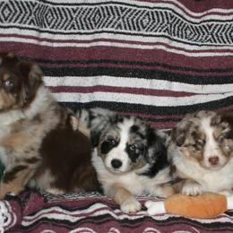 Australian Shepherd Puppies from M3 Sassafrass Ranch