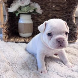 Zuri - White female French Bulldog puppy in North Las Vegas, Nevada from Legacy Luxe Frenchies