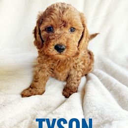 Tyson - Red  male Goldendoodle puppy in Warrensburg, Missouri from Supreme Doodles