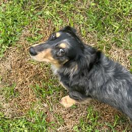 Dachshund All Grown Up from Doxie Bunch