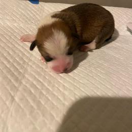 Purple - Red female Pembroke Welsh Corgi puppy in Beulaville, North Carolina from Windy Acres Pembroke Welsh