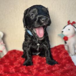 Australian Labradoodle puppies from Happy Time Doodles
