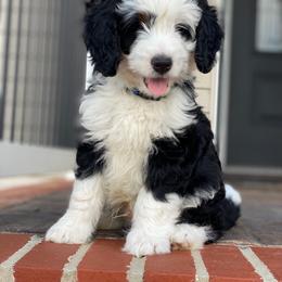 Nevada - Tri-color male Bernedoodle puppy in New Market, Virginia from Frosty & Ginger Co Home of Doodles