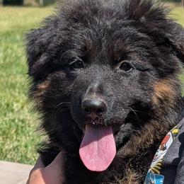 Puppy 1 - Black and red female German Shepherd puppy in Stuarts Draft, Virginia from Shengulli Shepherds