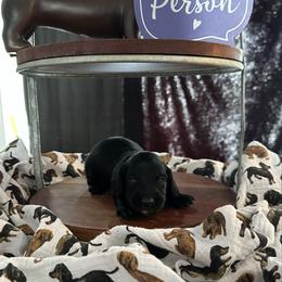Onyx - Black male Dachshund puppy in Hudson, Michigan from Mittentail Kennel Miniature Dachshunds