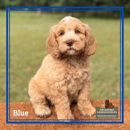 Blue - Caramel male Australian Labradoodle puppy in Hartshorne, Oklahoma from Jena Edmond