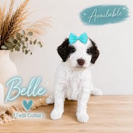 Girl Chocolate Parti - Chocolate female Goldendoodle puppy in Midlothian, Virginia from RVA DOODLES, LLC