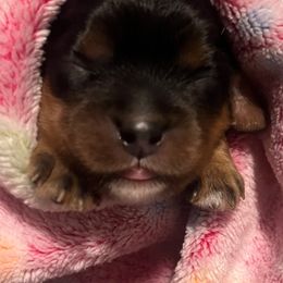 Ahsoka - Black and tan female Cavalier King Charles Spaniel puppy in Queen Creek, Arizona from Andresen's Cavaliers