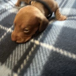 BullWinkle - Red male Dachshund puppy in Wappapello, Missouri from Kandb Dachshunds