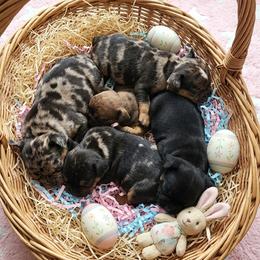 Dachshund puppies from Daisy's Doxies