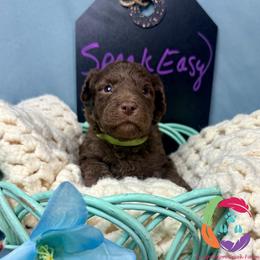 Speak Easy - Chocolate female Labradoodle puppy in Bowman, Georgia from Companion Creek Farm