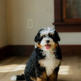 Beau - male Australian Mountain Doodle puppy in Dalton, Ohio from Haven Doodles