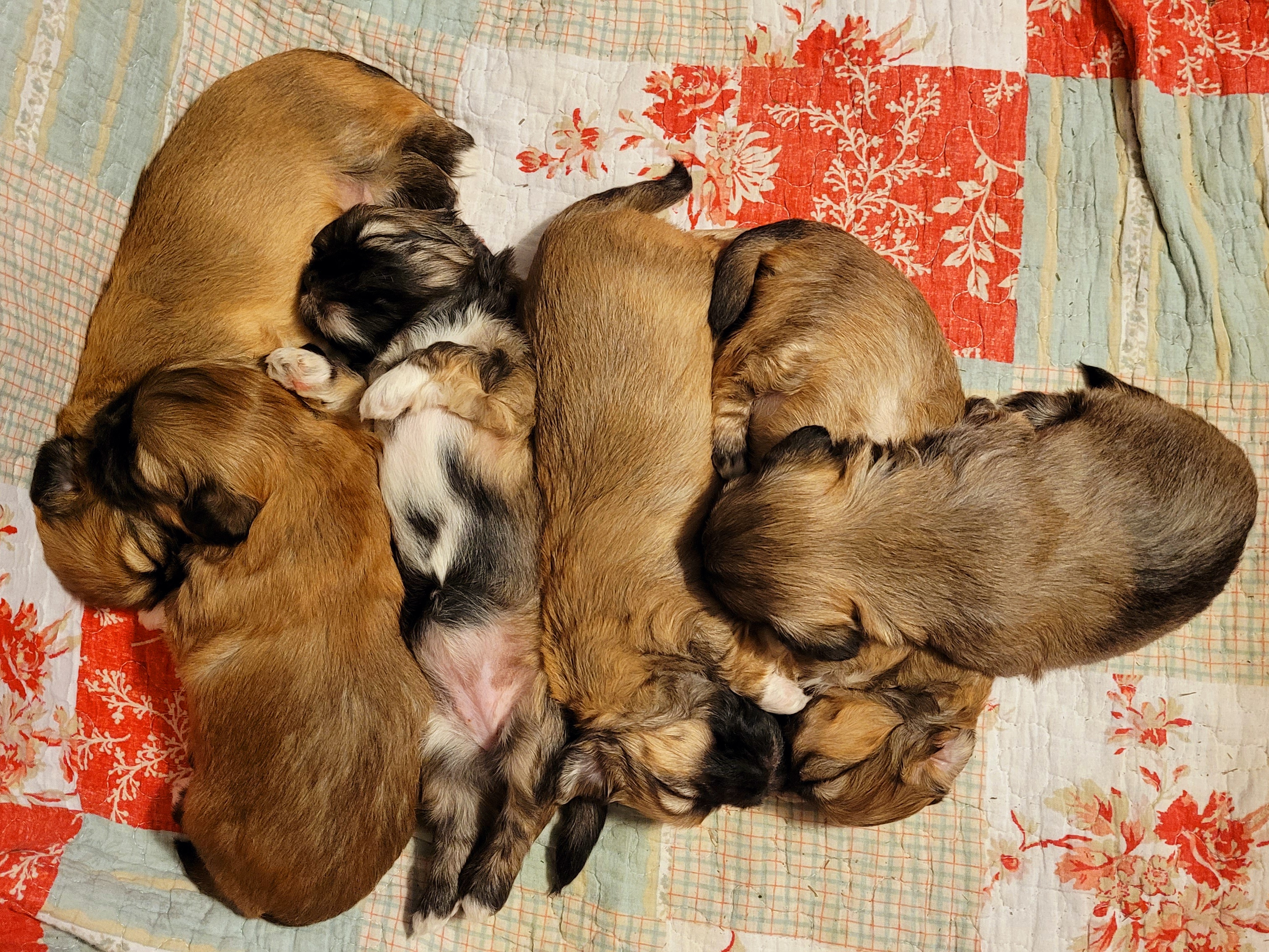 Lhasa Apso Puppies from Maynard Meadows Lhasa Apsos