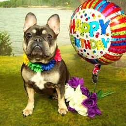 French Bulldogs from Bedstuy Frenchies