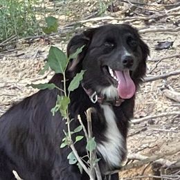 Indi - Australian Shepherd