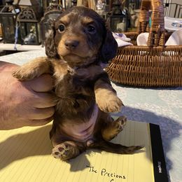 Dachshund Puppies from Das Low Doxies
