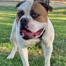 Cali - American Bulldog