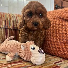 Poppy - Red female Cavapoo puppy in Temecula, California from Designer Doodles