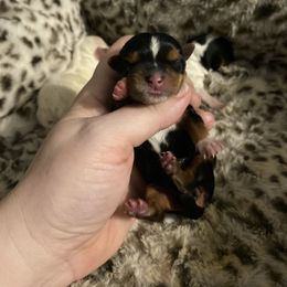 Tradional tiny boy - Black and gold male Yorkshire Terrier puppy in Yukon, Oklahoma from Tiffs Yorkie babies