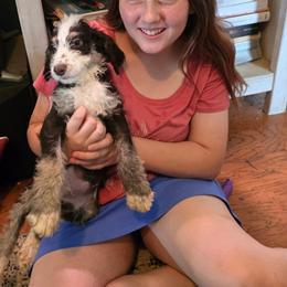 RJ - Tri-color male Bernedoodle puppy in Columbia, Illinois from Hillcastle Breeders