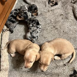 Honey - Cream female Dachshund puppy in Poplarville, Mississippi from Sarah’s Darling Dachshunds