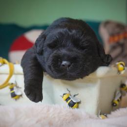 Ginger - Black female Labrador Retriever puppy in Ridgecrest, California from Black Mountain Service Dogs