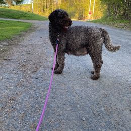 Mazie - Labradoodle