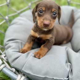 Blueberry-3500 - Chocolate and tan female Dachshund puppy in Winter Haven, Florida from Dreamwork Dachshunds