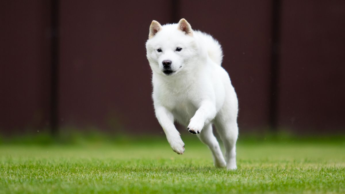 25 cute Hokkaido puppies for sale Good Dog