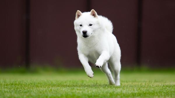 Find Hokkaido puppies for sale