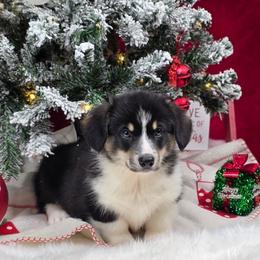 Outlaw - Black and tan male Pembroke Welsh Corgi puppy in Charleston, Arkansas from Hilltop Corgis