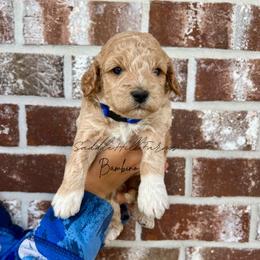 Bambino - Apricot male Goldendoodle puppy in Rienzi, Mississippi from Saddle Hill Farms