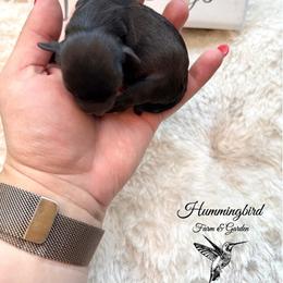 Yorkshire Terrier Puppies from Hummingbird Farm & Gardens