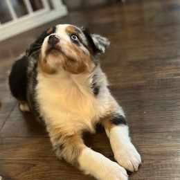 Roxanne - Blue merle female Australian Shepherd puppy in Lebanon, Oregon from Mt. Hope Aussies