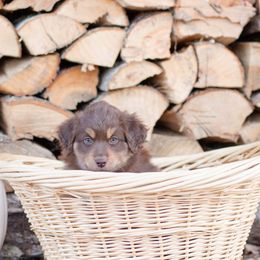 Border Collie, Miniature American Shepherd, and Miniature Australian Shepherd Puppies from Greenbriar Hills