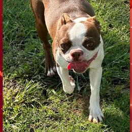 Scarlett - Boston Terrier