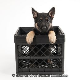 Yellow Collar Male - German Shepherd puppy in Columbia, Missouri from Magnum Opus German Shepherds