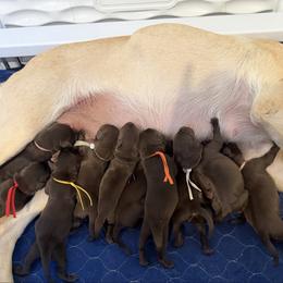 Cherry - Chocolate female Labrador Retriever puppy in Elloree, South Carolina from Moonlight Kennels LLC