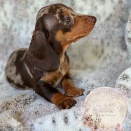 Dachshund Puppies from CSW Dachshunds