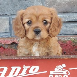 Cavalier King Charles Spaniels from Hickory House Cavaliers