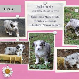 Sirius - Blue merle female Miniature Australian Shepherd puppy in Asheboro, North Carolina from Stellar Aussies