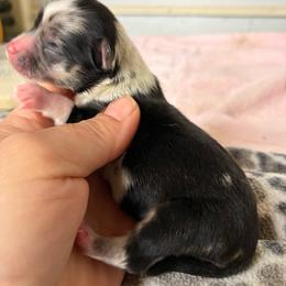 Oreo - Merle male Chihuahua puppy in Westport, New York from Chantilly chihuahuas