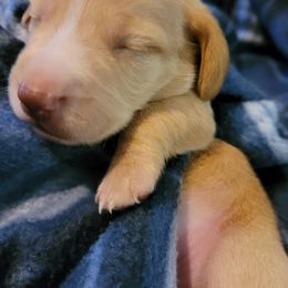 Dachshund Puppies from Star-Key's Dachshunds