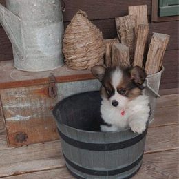 American Corgi and Pembroke Welsh Corgi Puppies from Beebe’s Corgis