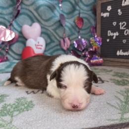 Trixie - Red female Border Collie puppy in Gary, Indiana from Lake Ridge Border Collies