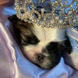 Girl Honey 1 - Gold and white female Shih Tzu puppy in Madras, Oregon from Maridee’s ShihTzu