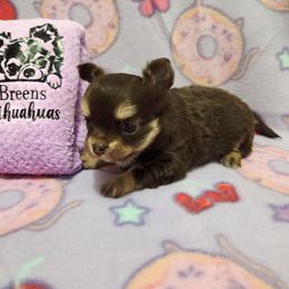Chocolate tri girl - Chocolate and tan female Chihuahua puppy in Richmond, Virginia from Breens
